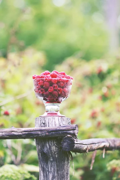 Olgun tatlı yaz meyveleri. Eski kaba ahşap çitin üzerinde şeffaf vazoda ahududu. Bitki dallarında taze ahududu..