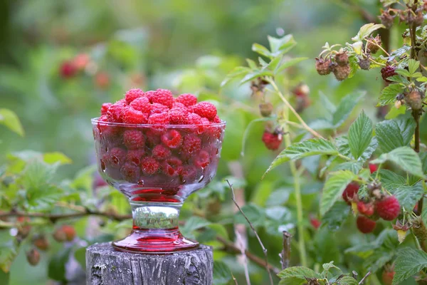 Olgun tatlı yaz meyveleri. Eski kaba ahşap çitin üzerinde şeffaf vazoda ahududu. Bitki dallarında taze ahududu..