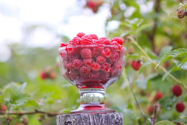 Olgun tatlı yaz meyveleri. Eski kaba ahşap çitin üzerinde şeffaf vazoda ahududu. Bitki dallarında taze ahududu..