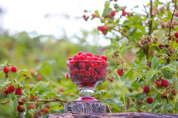 Olgun tatlı yaz meyveleri. Eski kaba ahşap çitin üzerinde şeffaf vazoda ahududu. Bitki dallarında taze ahududu..