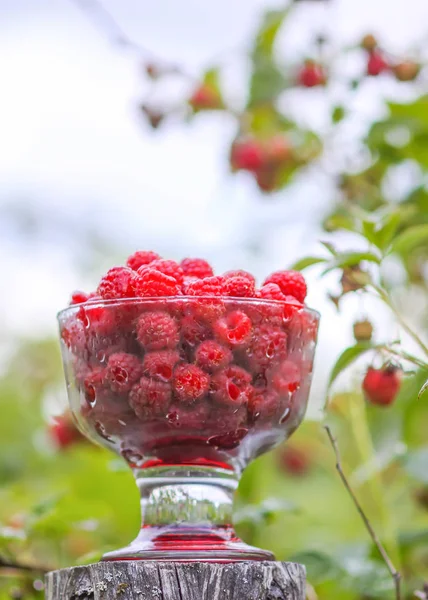 Olgun tatlı yaz meyveleri. Eski kaba ahşap çitin üzerinde şeffaf vazoda ahududu. Bitki dallarında taze ahududu..