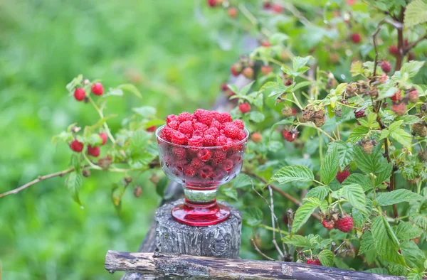 Olgun tatlı yaz meyveleri. Eski kaba ahşap çitin üzerinde şeffaf vazoda ahududu. Bitki dallarında taze ahududu..