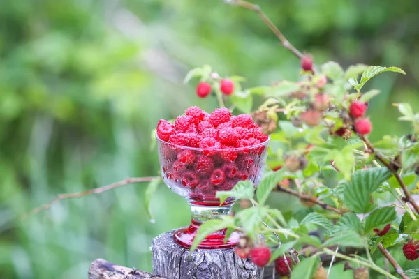 Olgun tatlı yaz meyveleri. Eski kaba ahşap çitin üzerinde şeffaf vazoda ahududu. Bitki dallarında taze ahududu..