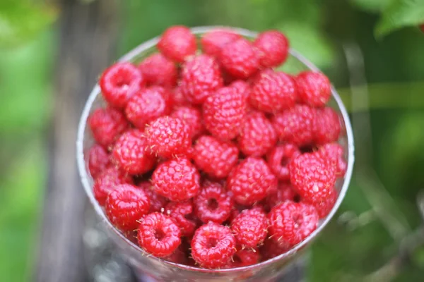 Reife Süße Sommerbeeren Himbeere Durchsichtiger Vase Auf Altem Groben Holzzaun — Stockfoto