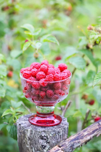 Ripe Sweet Summer Berries Raspberry Transparent Vase Old Rough Wooden — Stock Photo, Image