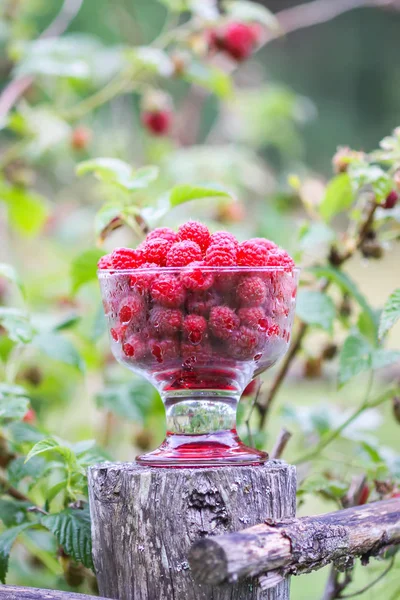 Olgun tatlı yaz meyveleri. Eski kaba ahşap çitin üzerinde şeffaf vazoda ahududu. Bitki dallarında taze ahududu..