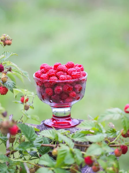 Olgun tatlı yaz meyveleri. Eski kaba ahşap çitin üzerinde şeffaf vazoda ahududu. Bitki dallarında taze ahududu..
