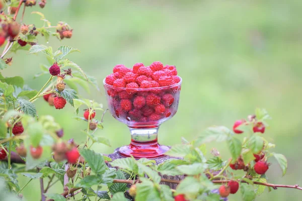 Olgun tatlı yaz meyveleri. Eski kaba ahşap çitin üzerinde şeffaf vazoda ahududu. Bitki dallarında taze ahududu..