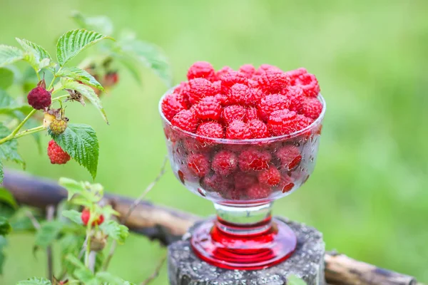 Olgun tatlı yaz meyveleri. Eski kaba ahşap çitin üzerinde şeffaf vazoda ahududu. Bitki dallarında taze ahududu..