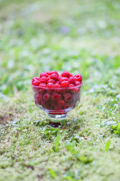 Färska Mogna Söta Sommarbär — Stockfoto