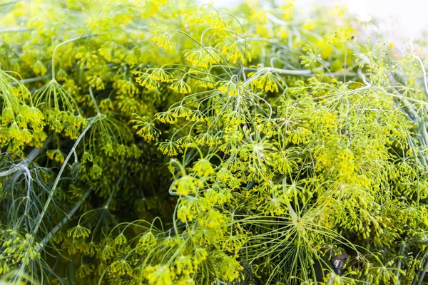 Grüne Frisch Duftende Dillschirme Gewächshaus Gartenpflanzen Hautnah — Stockfoto
