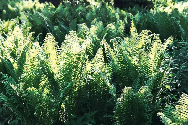 Belle Foglie Felce Nel Parco Primaverile Fogliame Verde Nella Giornata — Foto Stock