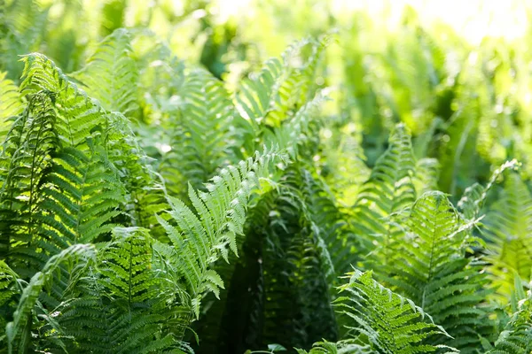 Beautiful Fern Leaves Spring Park Green Foliage Sunny Day Nature — Stok fotoğraf