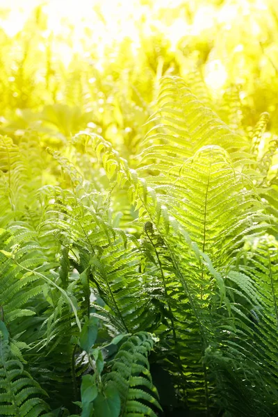 Hermosas Hojas Helecho Parque Primavera Follaje Verde Día Soleado Fondo —  Fotos de Stock