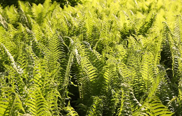 Beautiful Fern Leaves Spring Park Green Foliage Sunny Day Nature — 스톡 사진