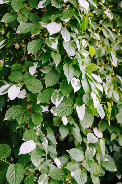 Beyaz ve yeşil yaprakları sarmaşık Actinidia kolomikta, Kivigiller veya hem de çok alacalı yapraklı hardy kivi.