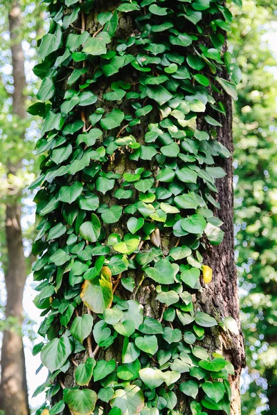 Creeper Plant Tree Trunk Natural Green Leaves Tree Bark Background — Stock Photo, Image