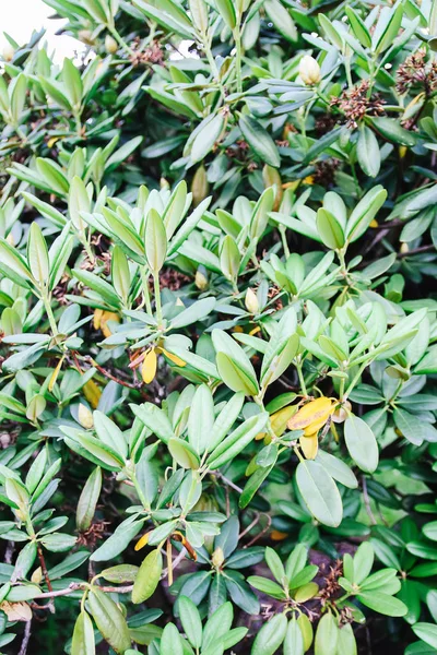 Natural green leaves background. Exotic palnts in spring park.