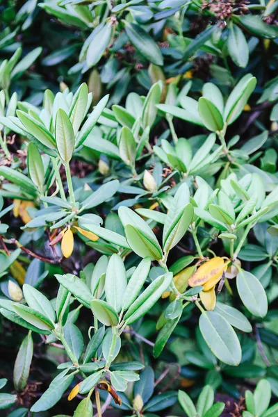 Natural green leaves background. Exotic palnts in spring park.