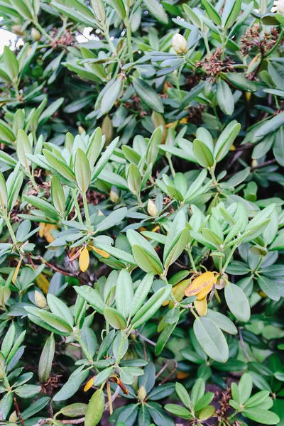 Natural green leaves background. Exotic palnts in spring park.
