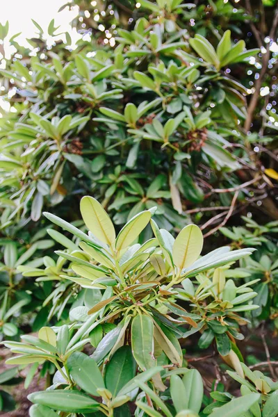 Natural green leaves background. Exotic palnts in spring park.
