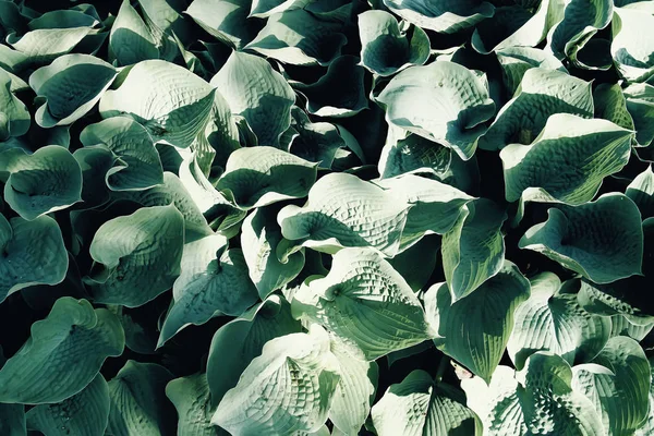 Natural green leaves background in sunlight