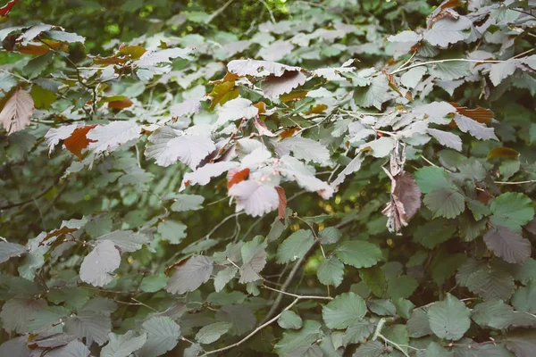 Natural green leaves background in sunlight.