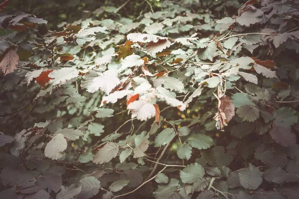 Natural green leaves background in sunlight.