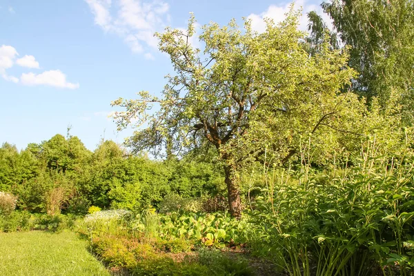 Wiosenny Krajobraz Malowniczy Widok Zielone Drzewa Łąki Parku Świetle Słonecznym — Zdjęcie stockowe