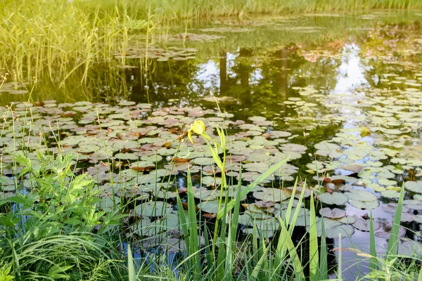 Spring landscape. Scenic view of a pond with water plants in a park in sunlight.