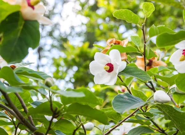 Beautiful magnolia plant blossom in spring park.