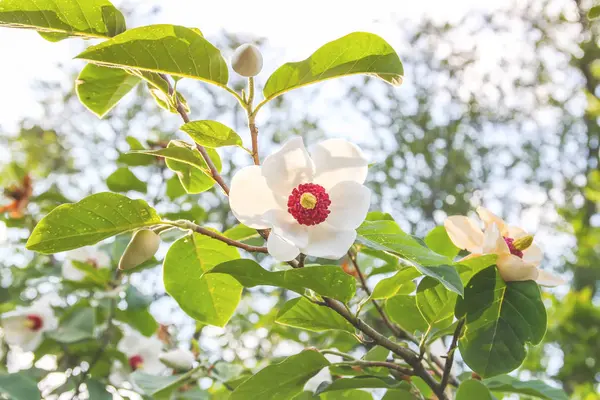 Magnolia Belle Fleur Plante Dans Parc Printemps — Photo