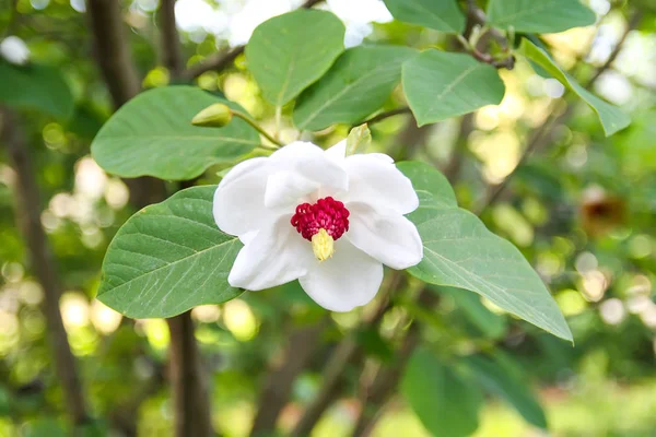 Beautiful magnolia plant blossom in spring park.
