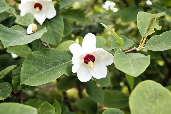 Beautiful magnolia plant blossom in spring park.