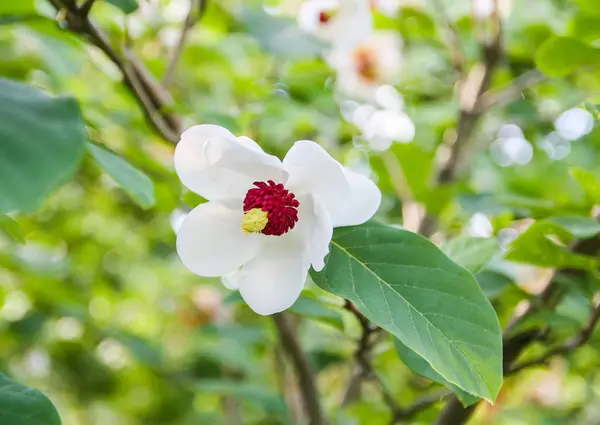 Beautiful magnolia plant blossom in spring park.