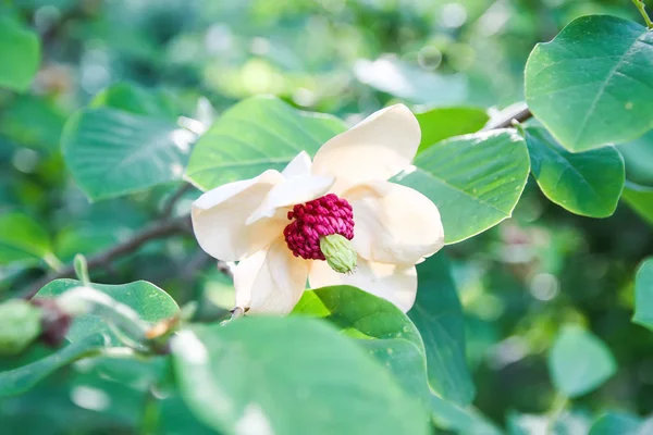 Beautiful magnolia plant blossom in spring park.