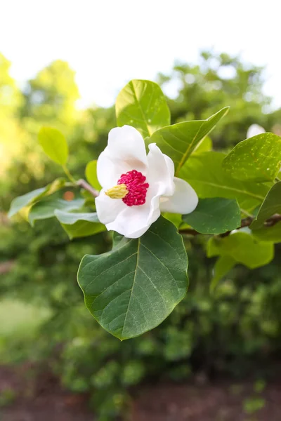 Magnolia Belle Fleur Plante Dans Parc Printemps — Photo