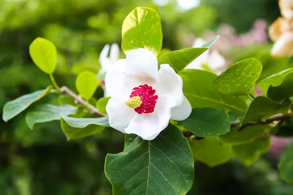 Beautiful magnolia plant blossom in spring park.
