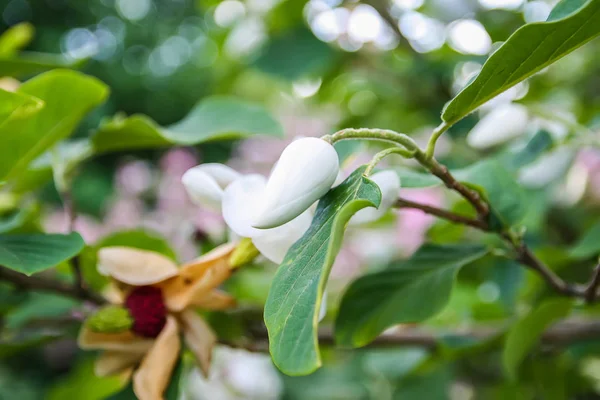 Beautiful magnolia plant blossom in spring park.