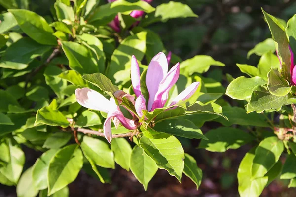 Linda Flor Plantas Magnólia Rosa Parque Primaveril — Fotografia de Stock