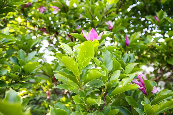 Прекрасный Цветок Магнолии Весеннем Парке — стоковое фото