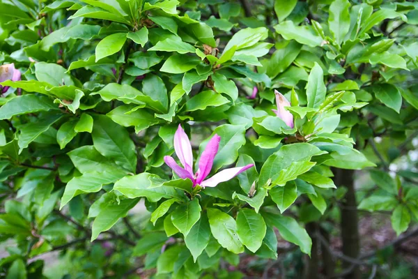 Όμορφο Ροζ Μανόλια Φυτό Ανθίζει Στο Πάρκο Άνοιξη — Φωτογραφία Αρχείου