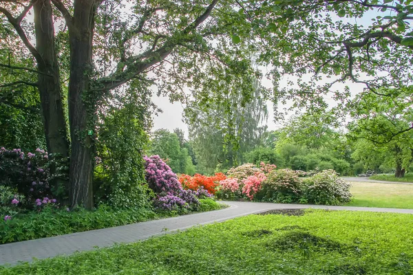 Прекрасный Цветок Магнолии Весеннем Парке — стоковое фото