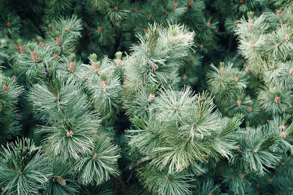 Green prickly branches of pine tree