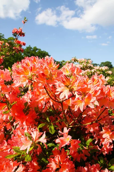 Lindas flores Rhododendron no parque da primavera . — Fotografia de Stock