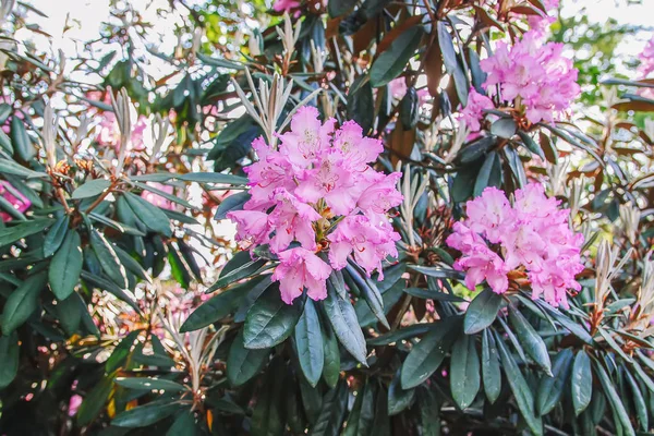 Beautiful Rhododendron flowers in spring park.