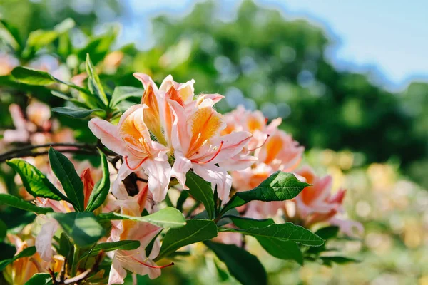 Beautiful Rhododendron flowers in spring park.