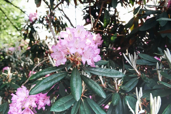 Beautiful Rhododendron flowers in spring park.
