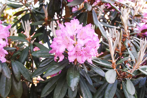 Beautiful Rhododendron flowers in spring park.