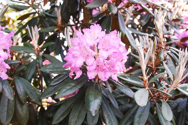 Hermosas flores de Rhododendron en el parque de primavera . —  Fotos de Stock